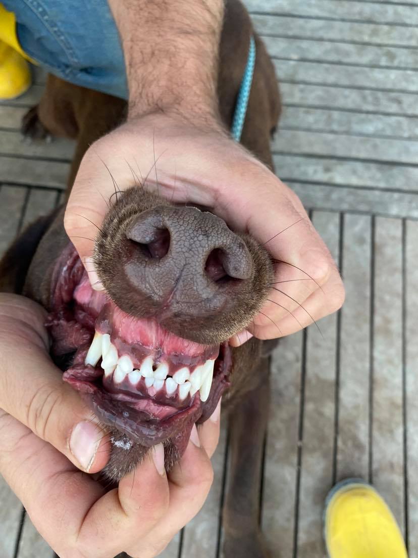 Monty (fka Mocha)